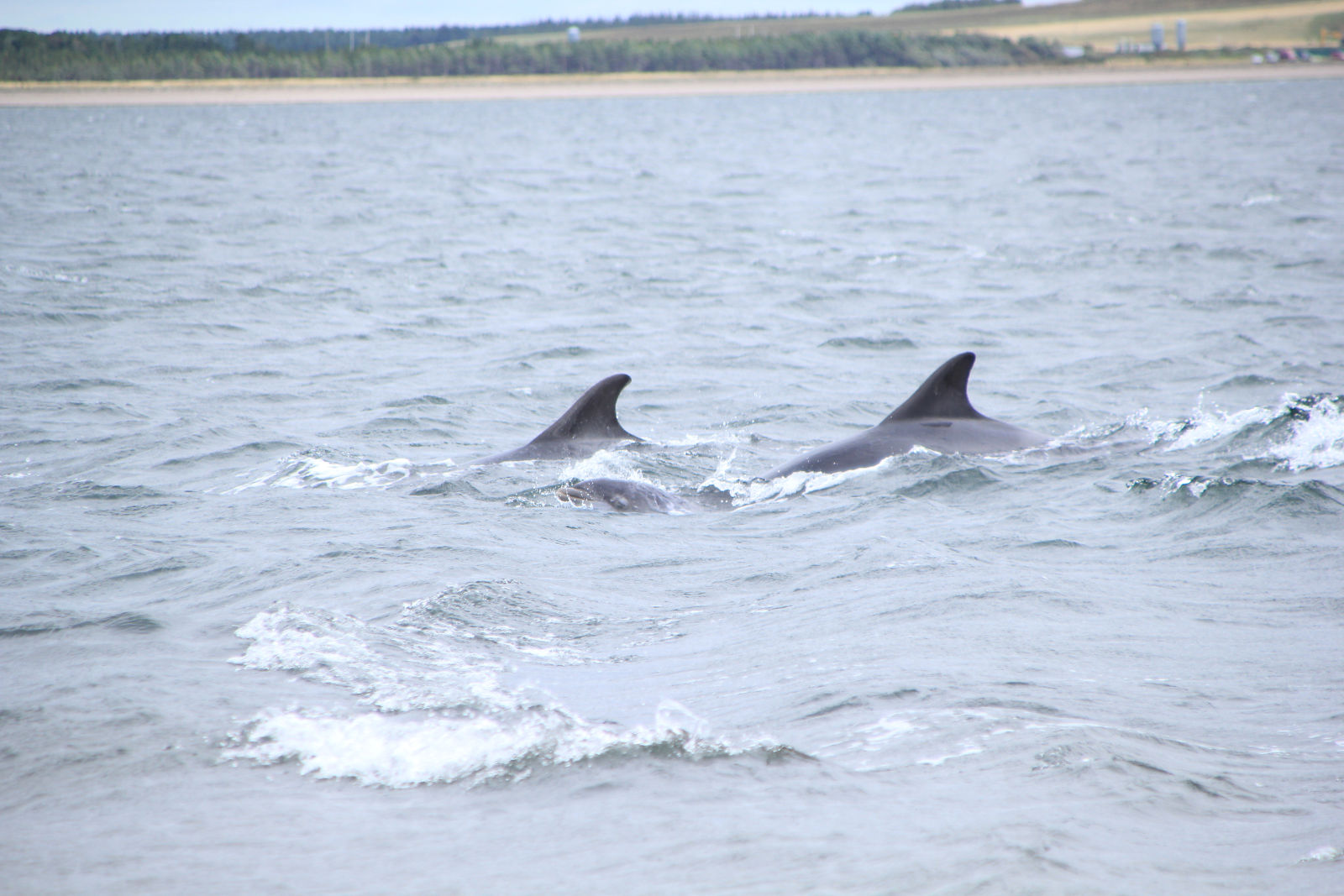 dofins a Fortrose