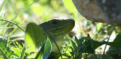 Flora i fauna Cuenca